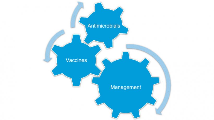 Figure 1. Overall Mycoplasma hyopneumoniae control is effectively achieved when combining various strategies.