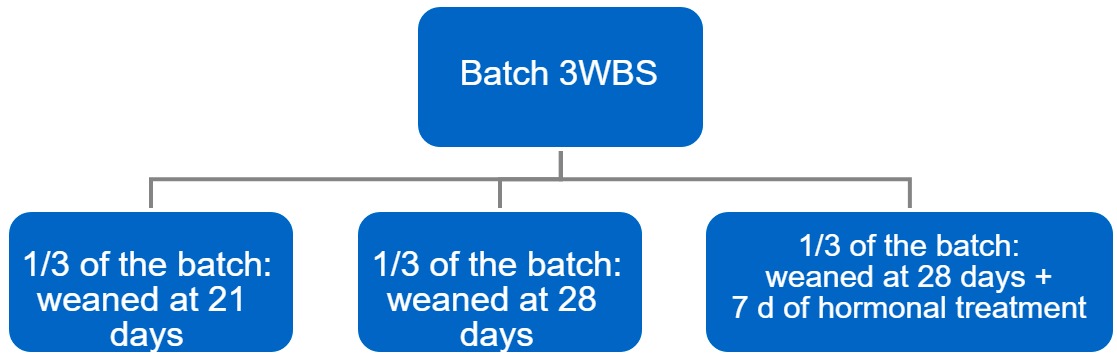 <p>Figure 4. Transition process from a 3-week batch system (3WBS) to weekly batches.</p>
