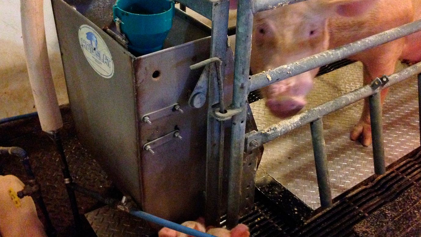 Figure 2 &ndash; Purdue prototype hog cooling pad being tested in farrowing house.

