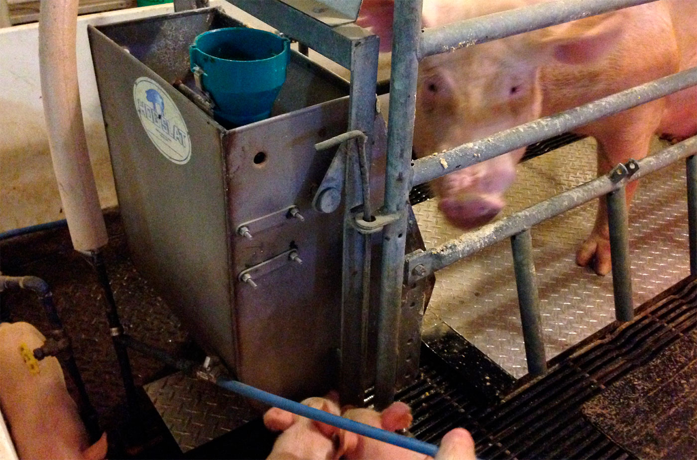 Purdue prototype hog cooling pad
