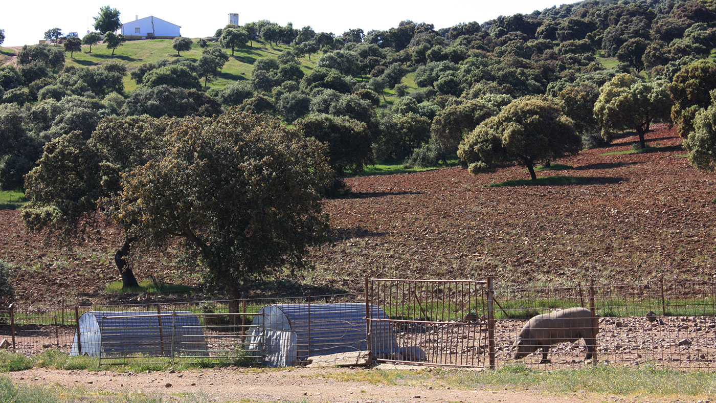 <p><span><span><span><span>Photo 2: A pig kept behind a simple fence in a forest area. The probability of contact with wild boars is high.</span></span></span></span></p>
