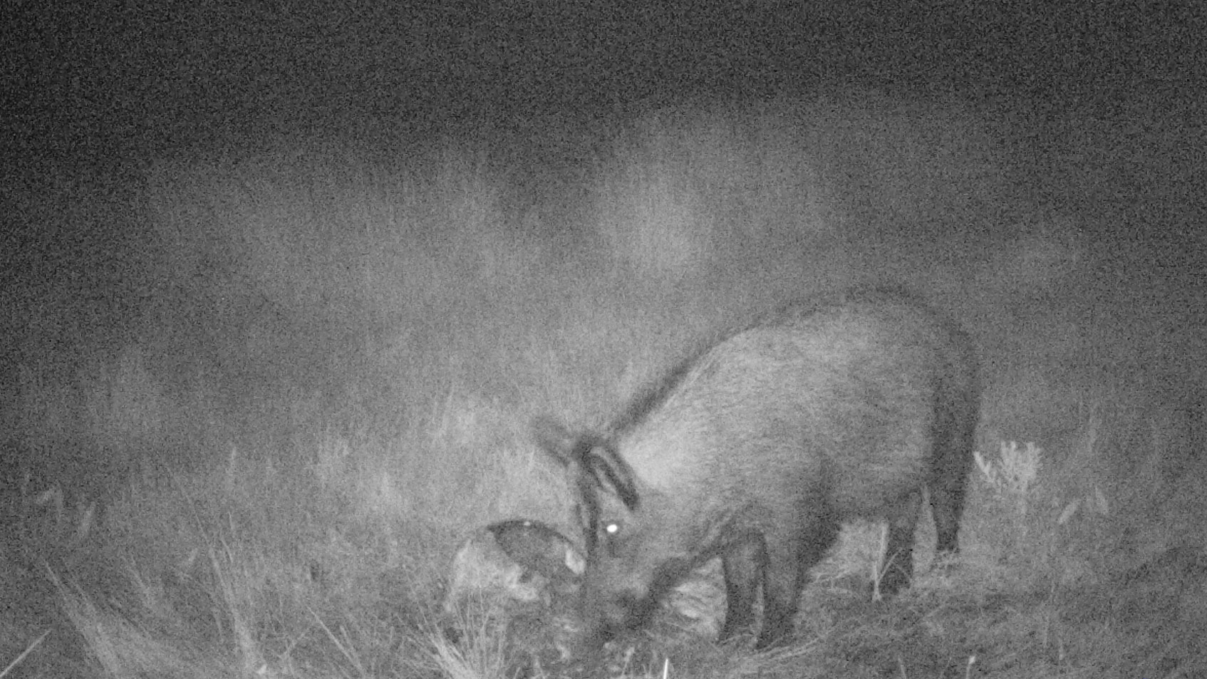 <p><span><span><span><span>Photo 4: Photo traps allows to find out the use that wild boars make of carcasses and hunting waste. It is important to avoid that the hunting remains are accessible to wild boars</span></span></span></span></p>
