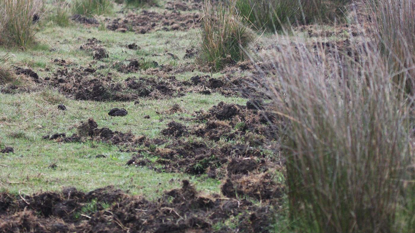 <p><span><span><span><span>Photo 1: Rooting marks show the presence of wild boars. It is preferable to build new pig farms away from forest areas or riverbanks, as well as cornfields and irrigated land</span></span></span></span></p>
