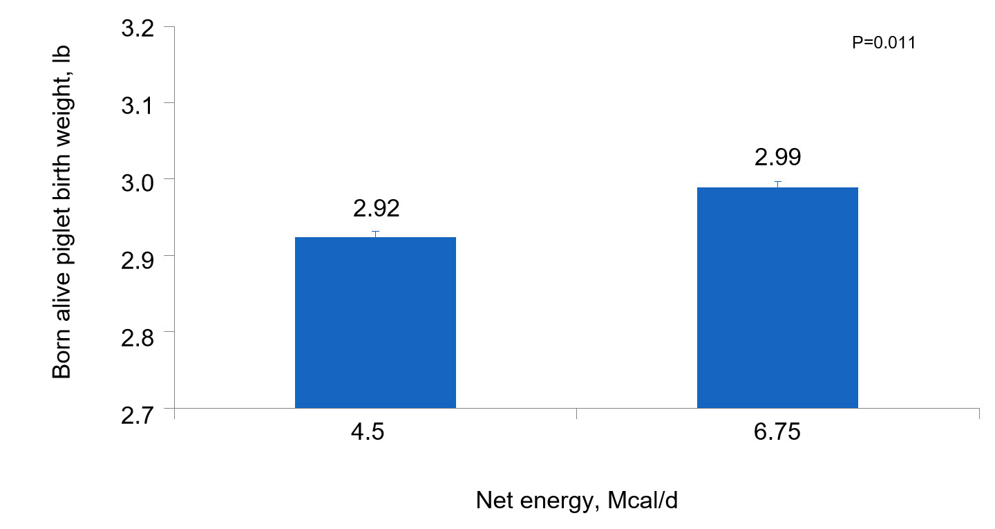 <strong>Figure 3. </strong>Effects of different energy intake fed from d 90 to d 111 of gestation on individual born alive piglet birth weight of gilts and sows
