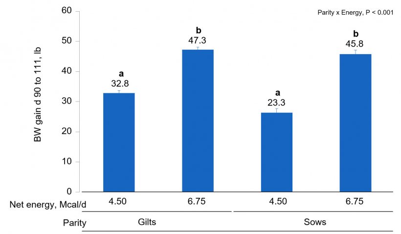 Figure 1B. Effects of different energy intake levels fed from d 90 to d 111 of gestation on BW gain of gilts and sows. Means with a different superscript within parity level differ (P &lt; 0.05).
