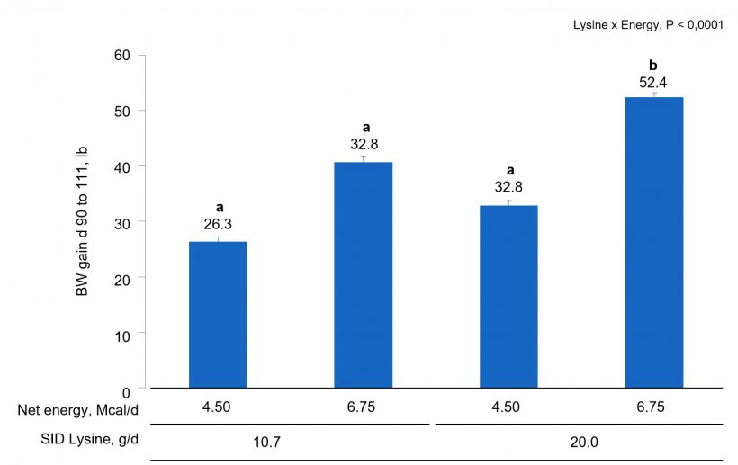 Figure 1A. Effects of different lysine and energy intake levels fed from d 90 to d 111 of gestation on BW gain of gilts and sows. Means with a different superscript within SID Lys level differ (P &lt; 0.05).
