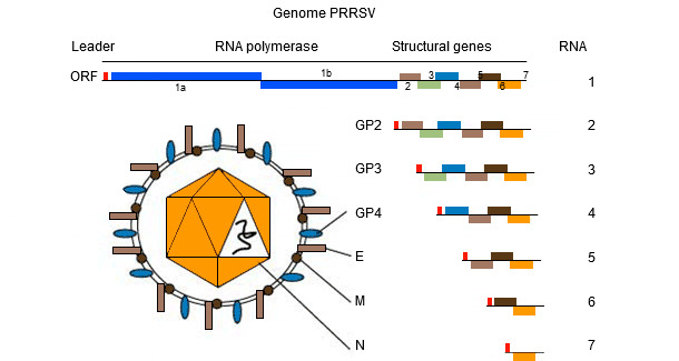 Genome PRRSv