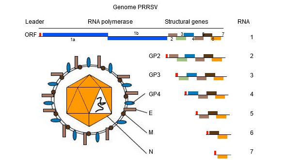 Figure 1.&nbsp;The genome of PRRSV is a single stranded RNA molecule.
