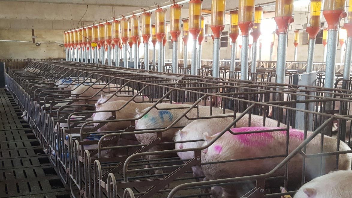 <p>Photo 2. If the gilts are going to be mated&nbsp;and&nbsp;spend the first weeks of gestation in stalls, they must get used&nbsp;to them in the first place, so as avoid their placement in stalls interfering with the practice of flushing and with a good ovulation. The photo also shows the practice of marking the animals in heat&nbsp;that are not serviced&nbsp;with a different colour every week.</p>
