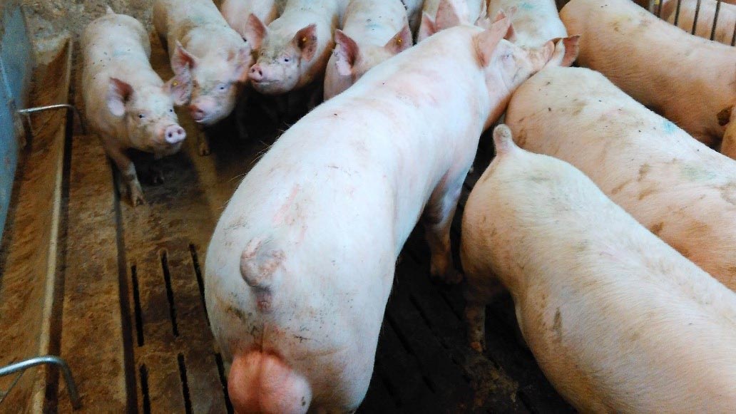 <p>Photo 1. Heat control during the acclimation period is one of the key farm management aspects. It allows inseminating the gilt on its second or third recorded heat. It also allows knowing which gilts are not cycling properly.</p>

