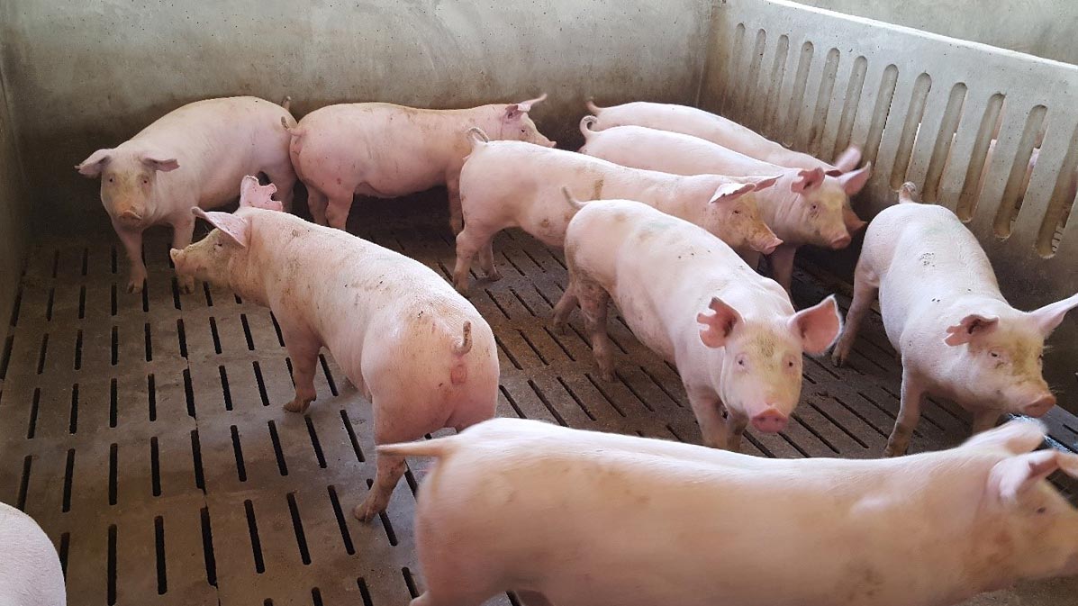 <p>Photo 1. The gilt’s age on arrival determines the length of the available health acclimation period. Although as a rule of thumb, the longer the better, our experts determine that 8 weeks is the bare minimum time needed.</p>