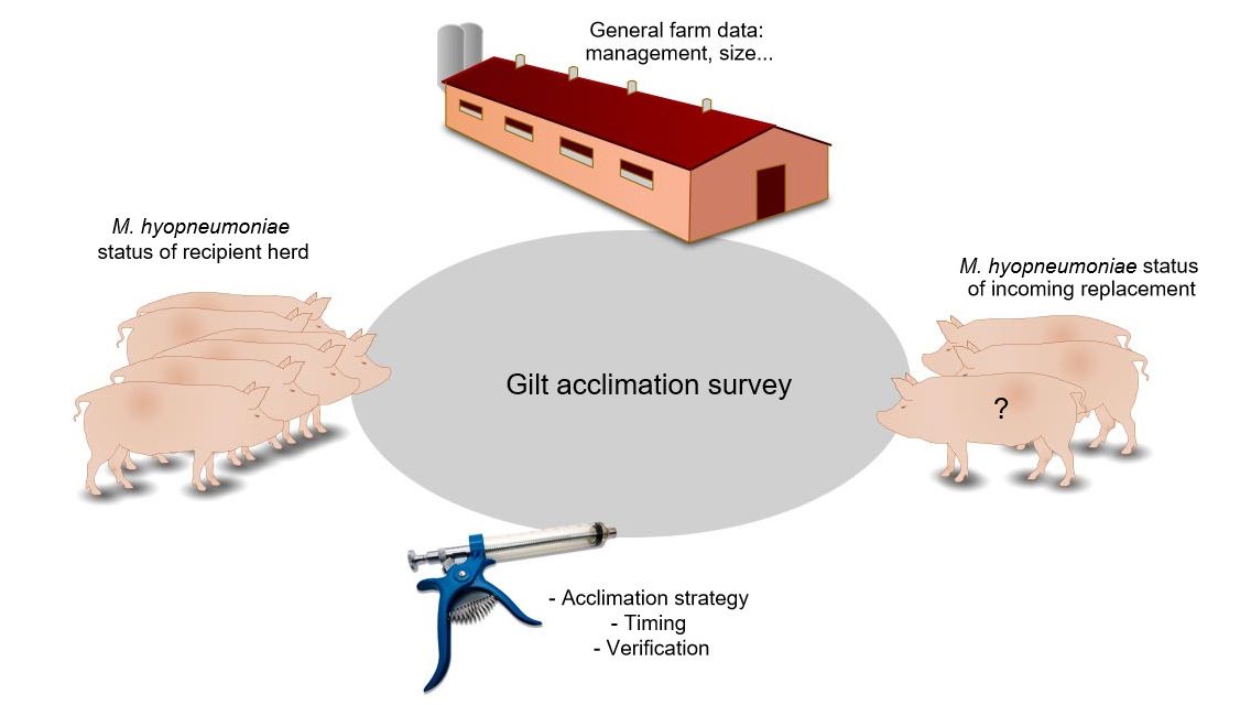 Figure 1. Information related with gilt acclimation collected by the survey.