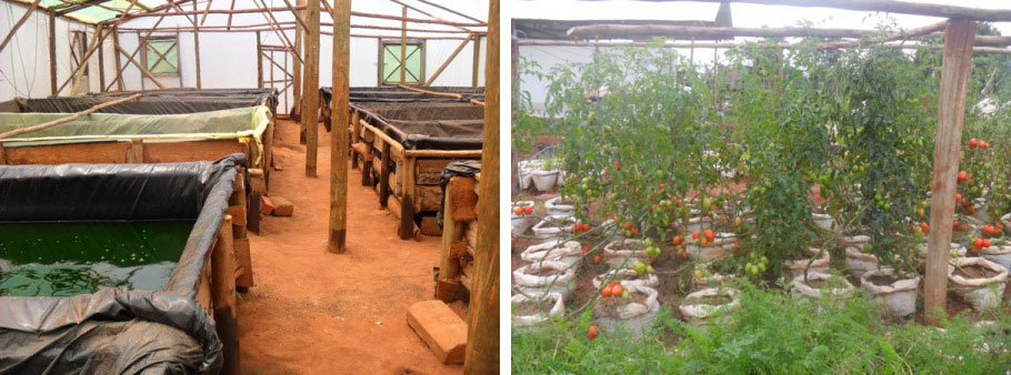 Fish and vegetables production