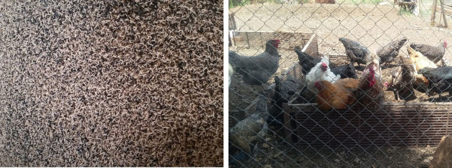 Houseflies and chickens