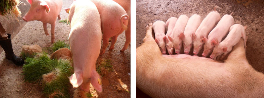 Ugandan pigs