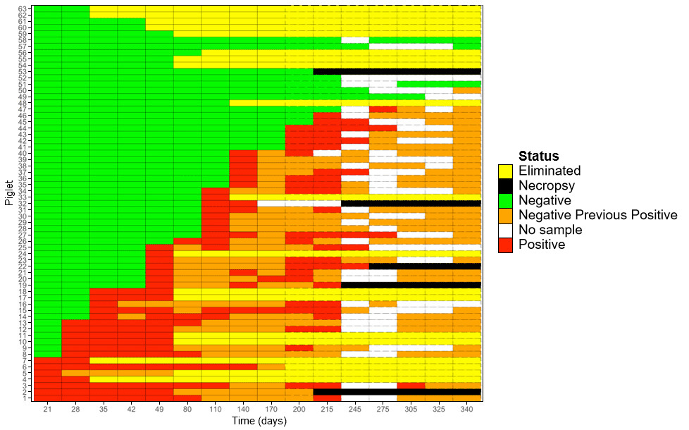 Figure 1: Heat map showing longitudinal detection of <em>M. hyopneumoniae</em> in gilts.

