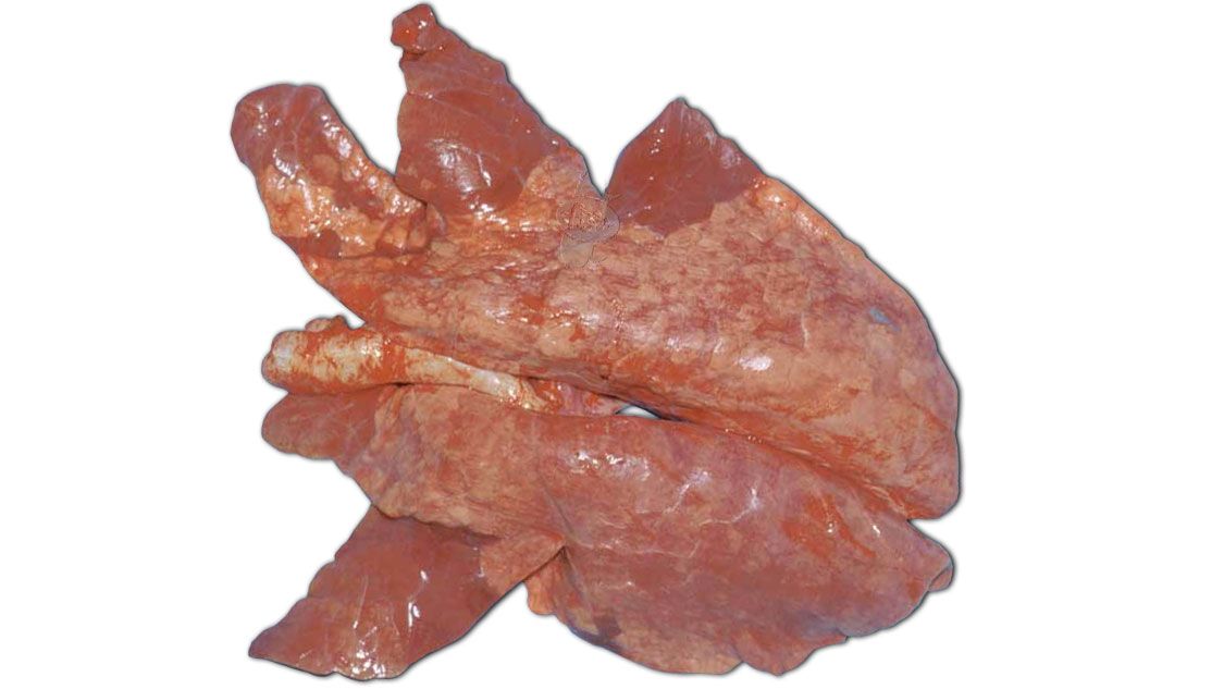 Foto 1: Enzootic pneumonia: Gross lung lesions. Source: Pathology lecture, contributed by Pat Halbur
