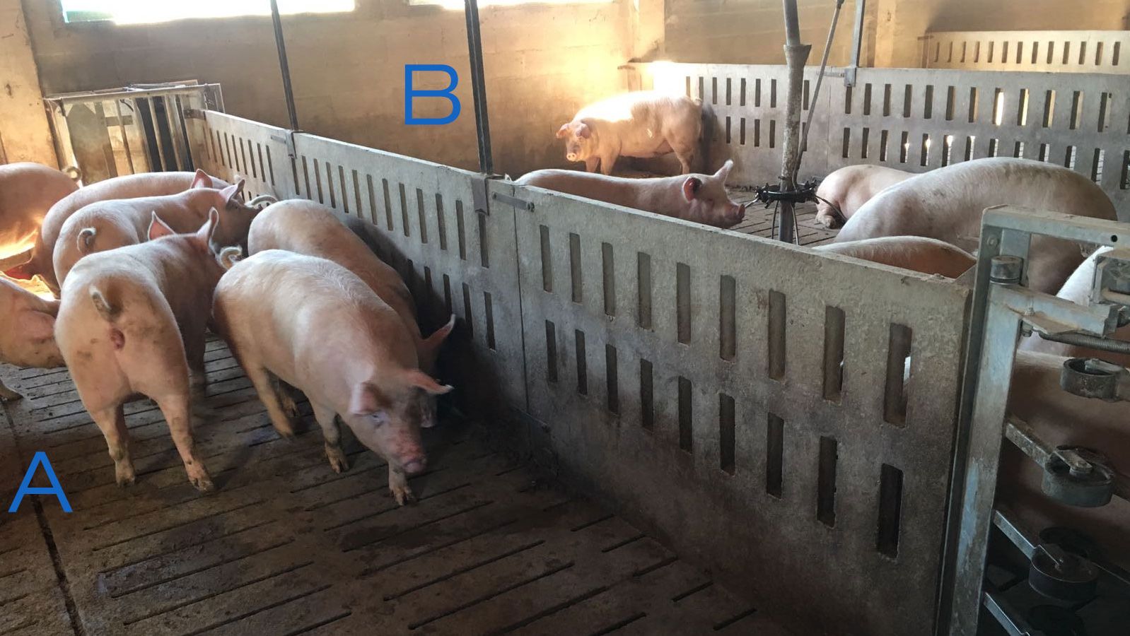 Photo 2. Pen for training the gilts to enter and exit the feeding station. Side A only has drinkers, and the feeding troughs are in area B. To encourage&nbsp;the sows to go from one side to the other, the feed is placed in one side (B), and in side A there is&nbsp;only water.
