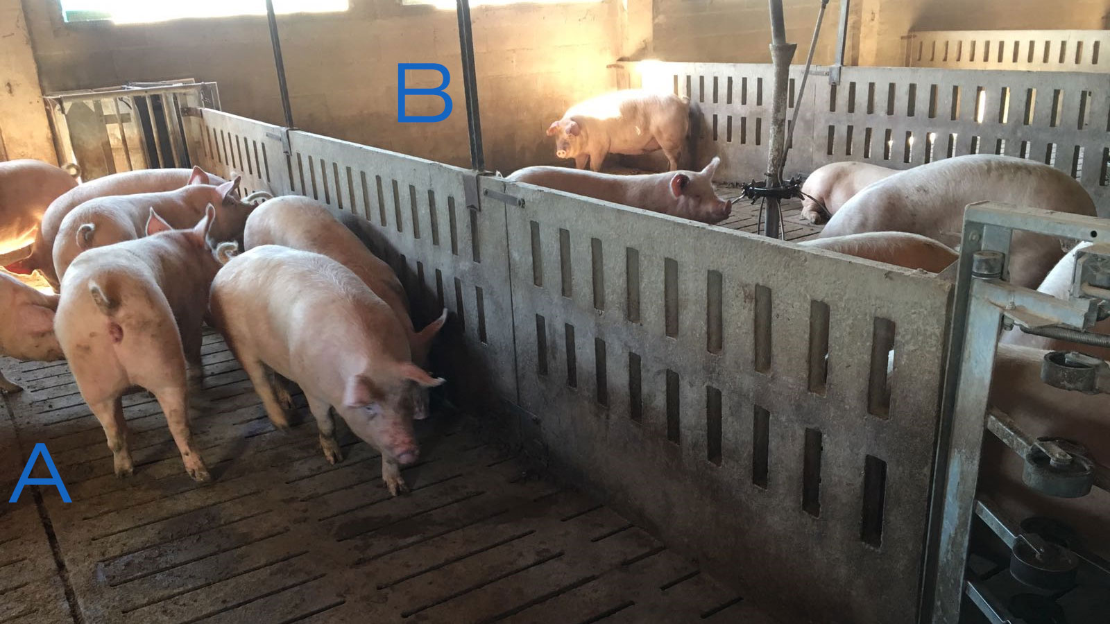 <p><span><span><span><span>Photo 2. Pen for training the gilts to enter and exit the feeding station. Side A only has drinkers, and the feeding troughs are in area B. To encourage&nbsp;the sows to go from one side to the other, the feed is placed in one side (B), and in side A there is&nbsp;only water.</span></span></span></span></p>
