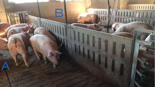 <p><span><span><span><span>Photo 2. Pen for training the gilts to enter and exit the feeding station. Side A only has drinkers, and the feeding troughs are in area B. To encourage&nbsp;the sows to go from one side to the other, the feed is placed in one side (B), and in side A there is&nbsp;only water.</span></span></span></span></p>
