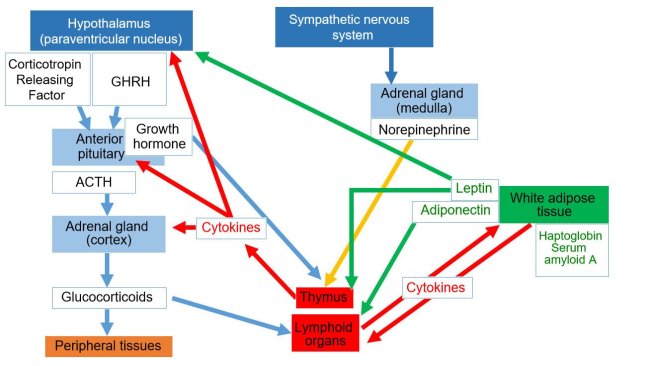 Figure 1. Neuroendoimmune system *ACTH: Adrenocorticotropic hormone *GHRH: Growth hormone–releasing hormone