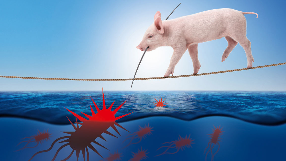 Oedema disease