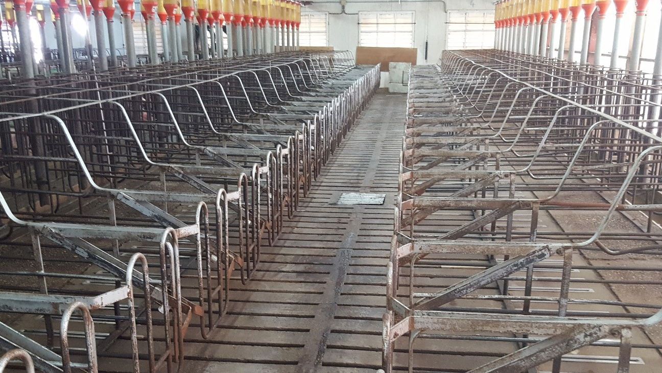 We must allow for a little extra space that allows for the routine cleaning operations of the area where we will house the weaned or&nbsp;mated sows.
