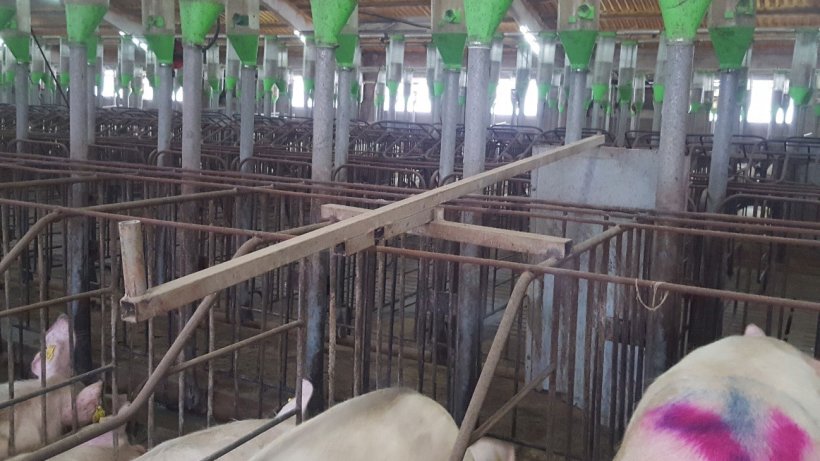 The doors in the front corridor facilitate heat&nbsp;detection and mating. It is very important that the doors can be opened and closed from behind.
