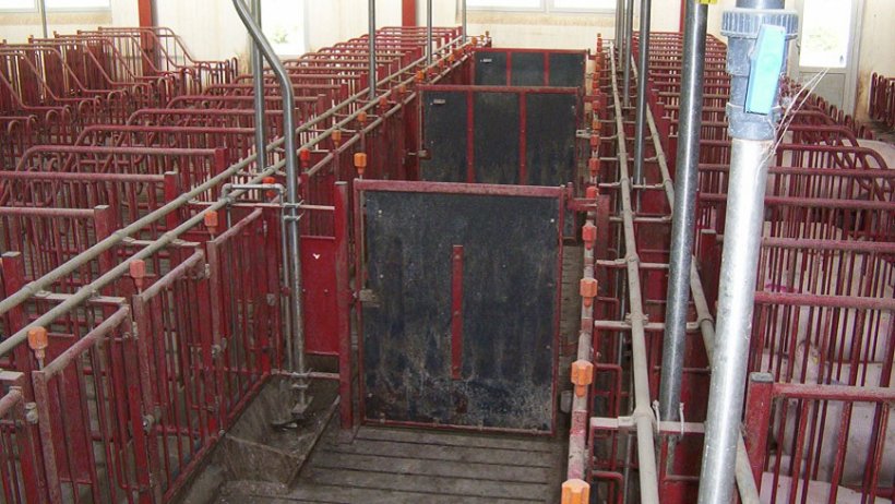 The doors in the front corridors must close every 5 stalls&nbsp;to allow heat&nbsp;detection and mating of groups of 10 sows.
