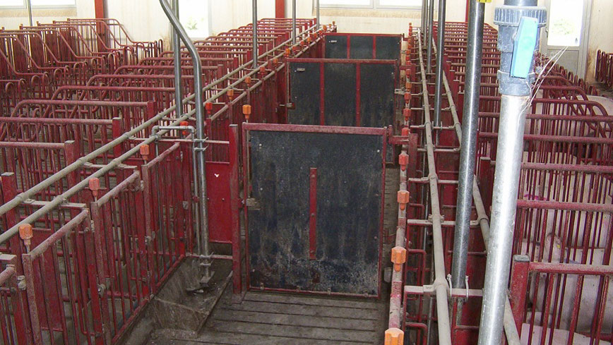 <p><span><span><span><span>The doors in the front corridors must close every 5 stalls to allow heat detection and mating of groups of 10 sows.</span></span></span></span></p>