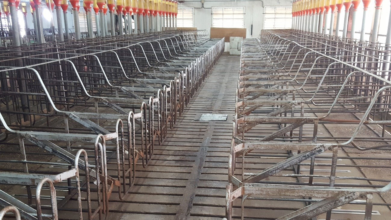 <p><span><span><span><span>We must allow for a little extra space that allows for the routine cleaning operations of the area where we will house the weaned or mated sows.</span></span></span></span></p>