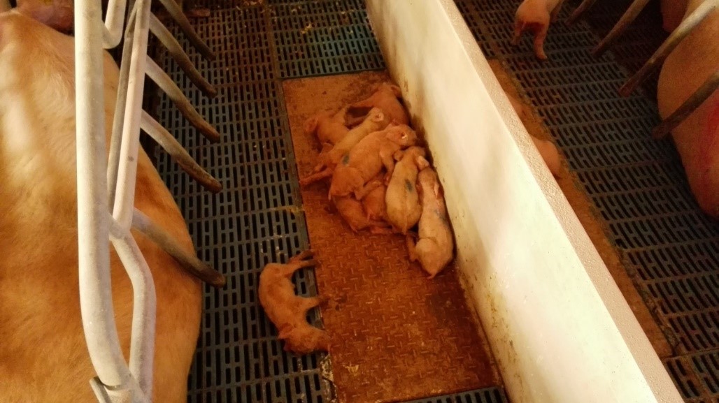 <p>Photo 1: Gilt litter with strong diarrhoea&nbsp;in the first days of life</p>
