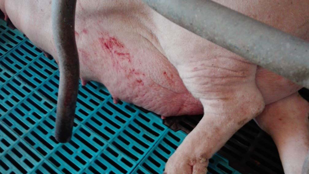<p>Photo 4: Mammary gland oedema in the peripartum</p>