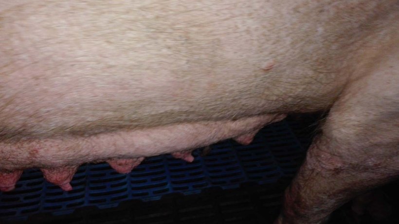 Photo 2: Mammary gland involution in the first stages of lactation. 