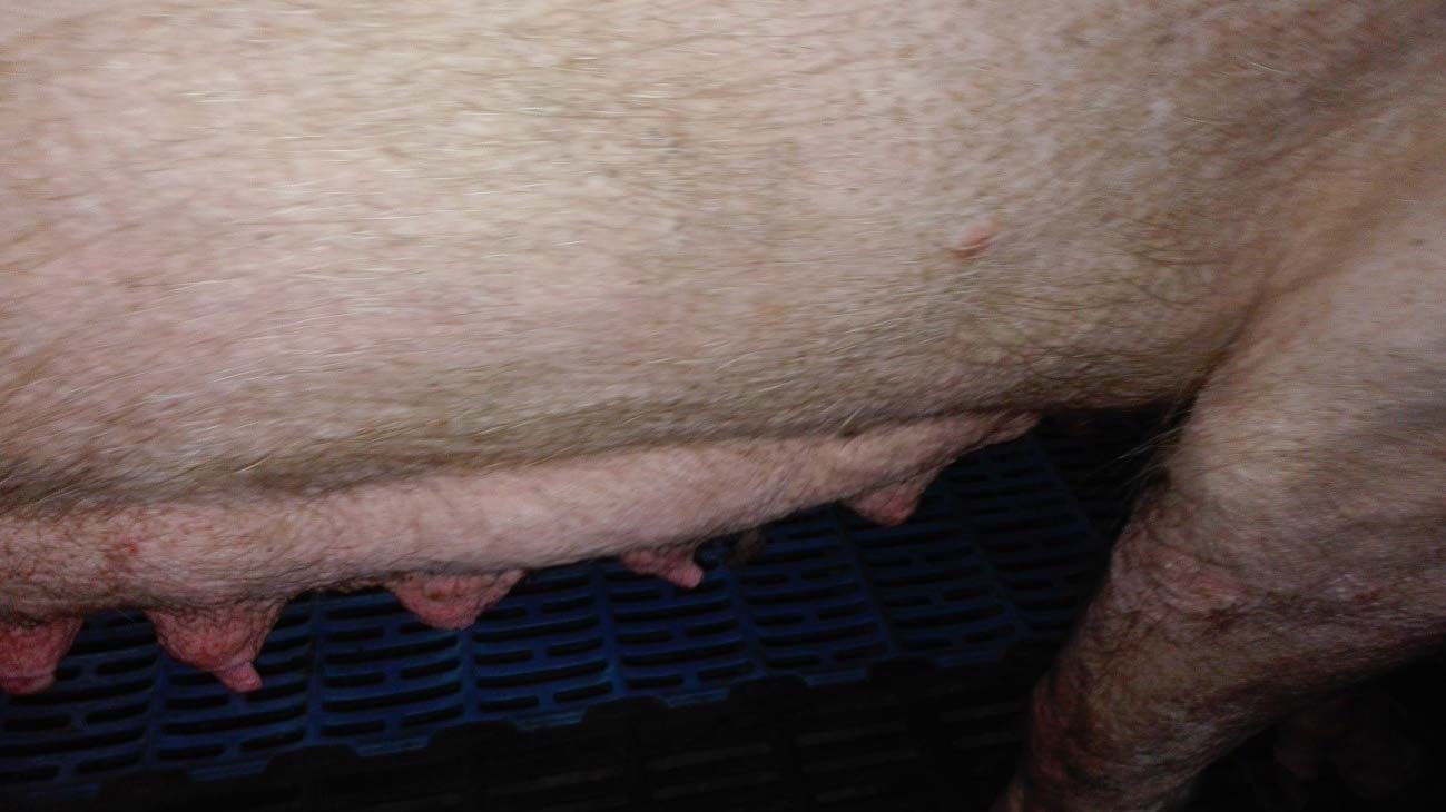 <p>Photo 2: Mammary gland&nbsp;involution in the first stages&nbsp;of lactation.&nbsp;</p>
