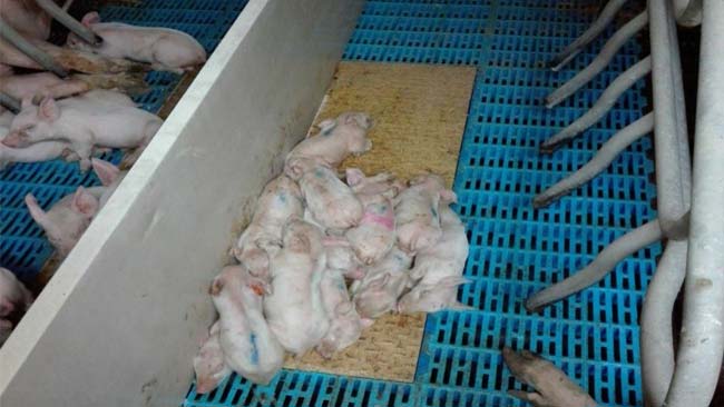 <p>Photo 3: Piglets recovering from the enteric process caused by rotavirus and bacterial complications, after antibiotic treatment.</p>
