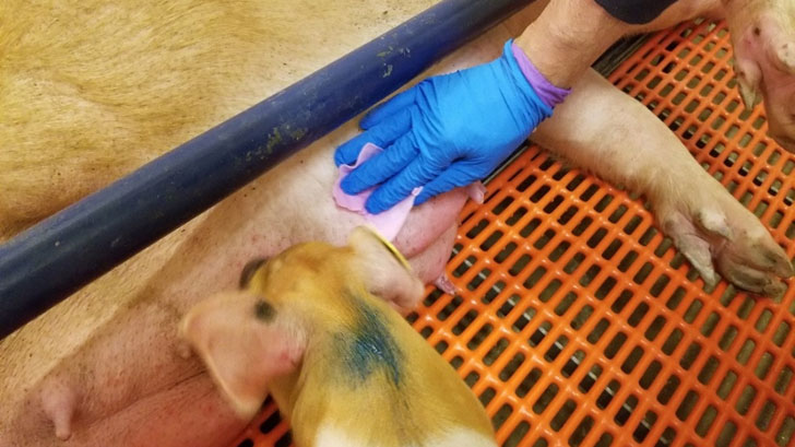<p>Udder wipe</p>
