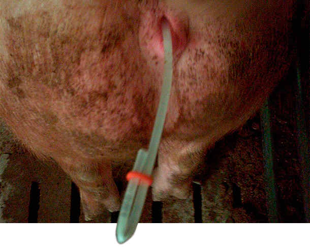 <p><span><span><span><span>Closing the catheters with a rubber band</span></span></span></span></p>
