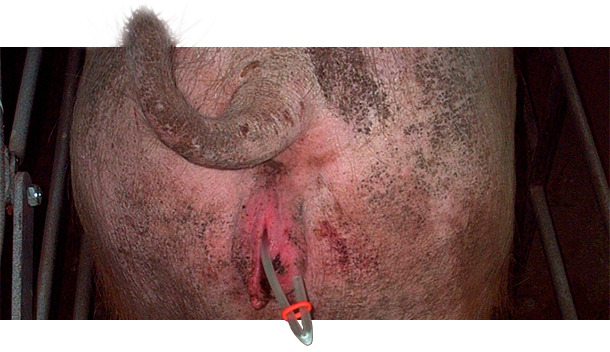<p><span><span><span><span>Closing the catheters with a rubber band</span></span></span></span></p>
