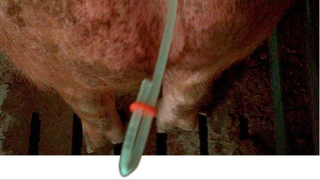 Closing the catheters with a rubber band