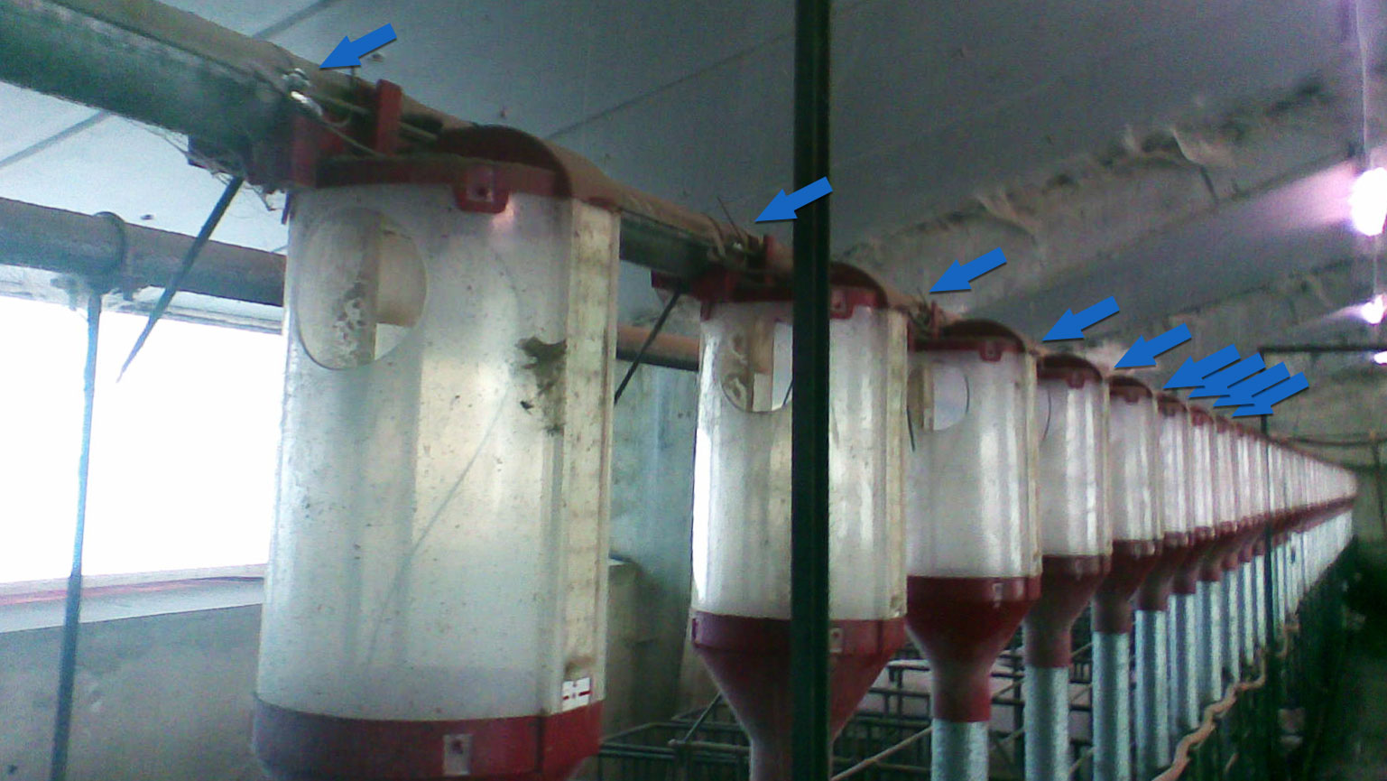 <p><span><span><span><span>Photograph of the gestation line in which we see most of the dispensers ready to deliver feed.</span></span></span></span></p>
