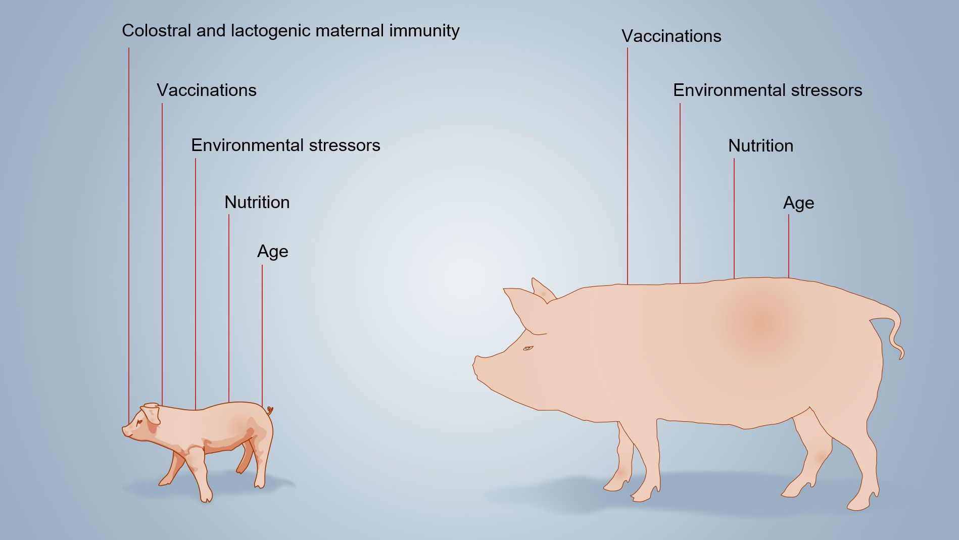 Figure 2. Factors that influence the neonatal immunity development.
