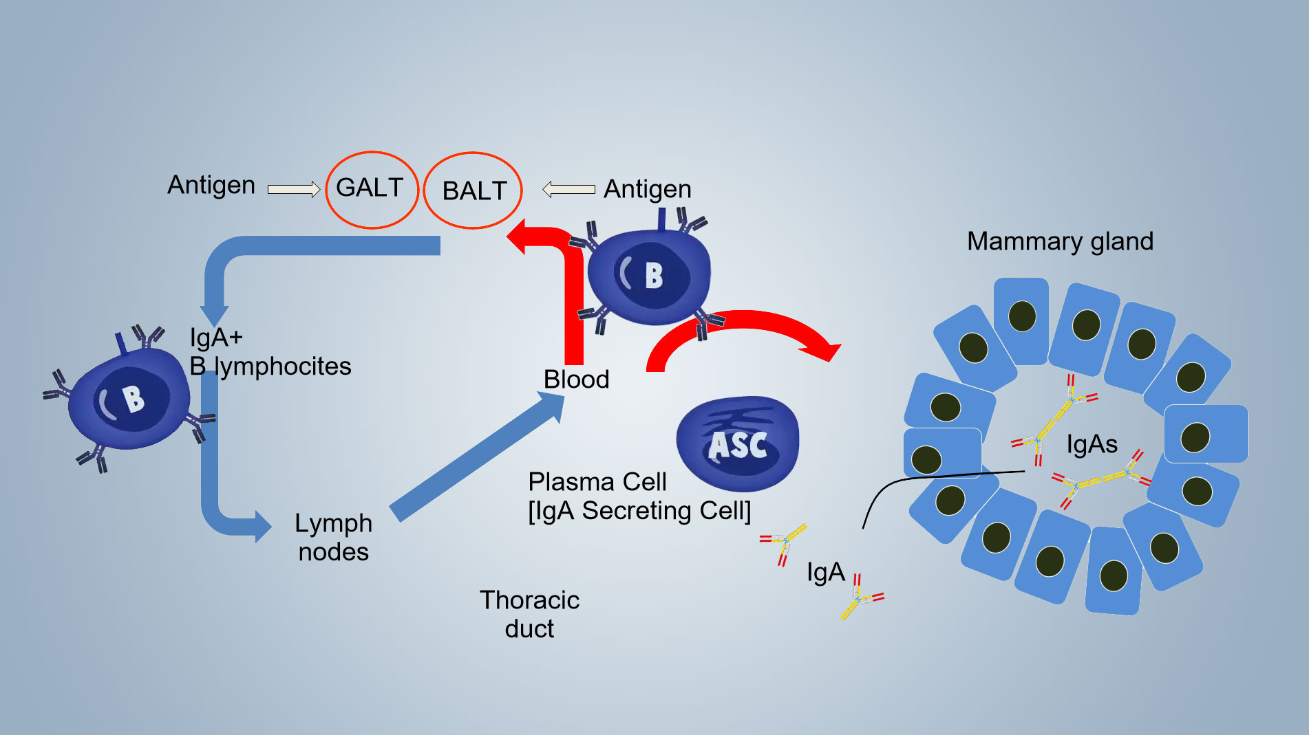 Lactogenic immunity scheme