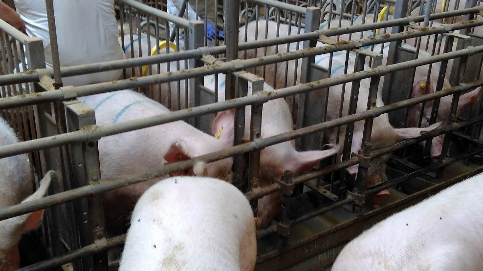 <p>Photo 2. Stalls in the breeding area must allow easy access for a correct stimulation of the sows before insemination</p>