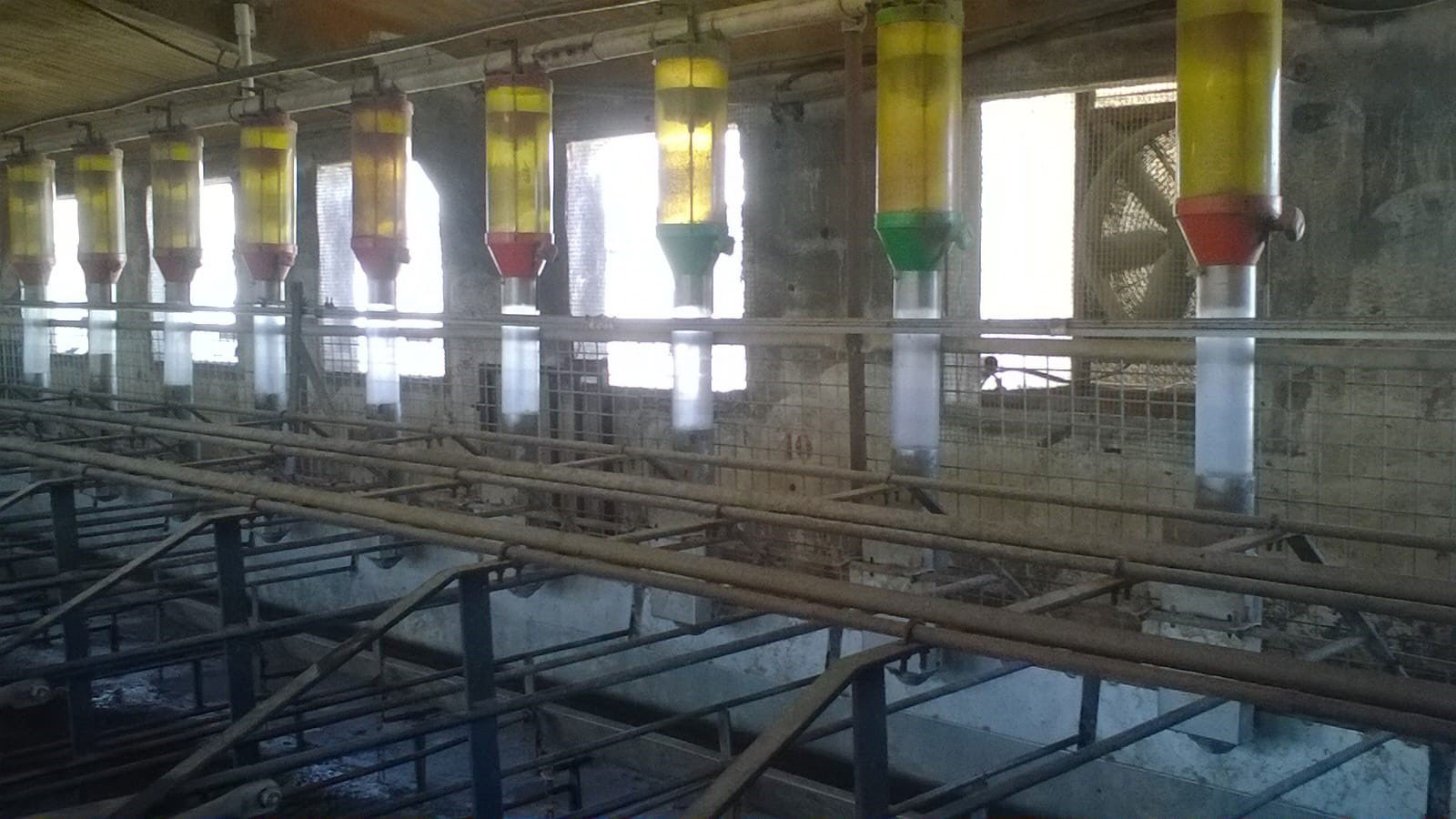<p>Photo 1. To achieve high feed consumption in the days that go from weaning to oestrus, avoiding a waste of feed at the same time, feeding systems like the one shown in the photo can be an option. Image courtesy of Gori Salamó.</p>
