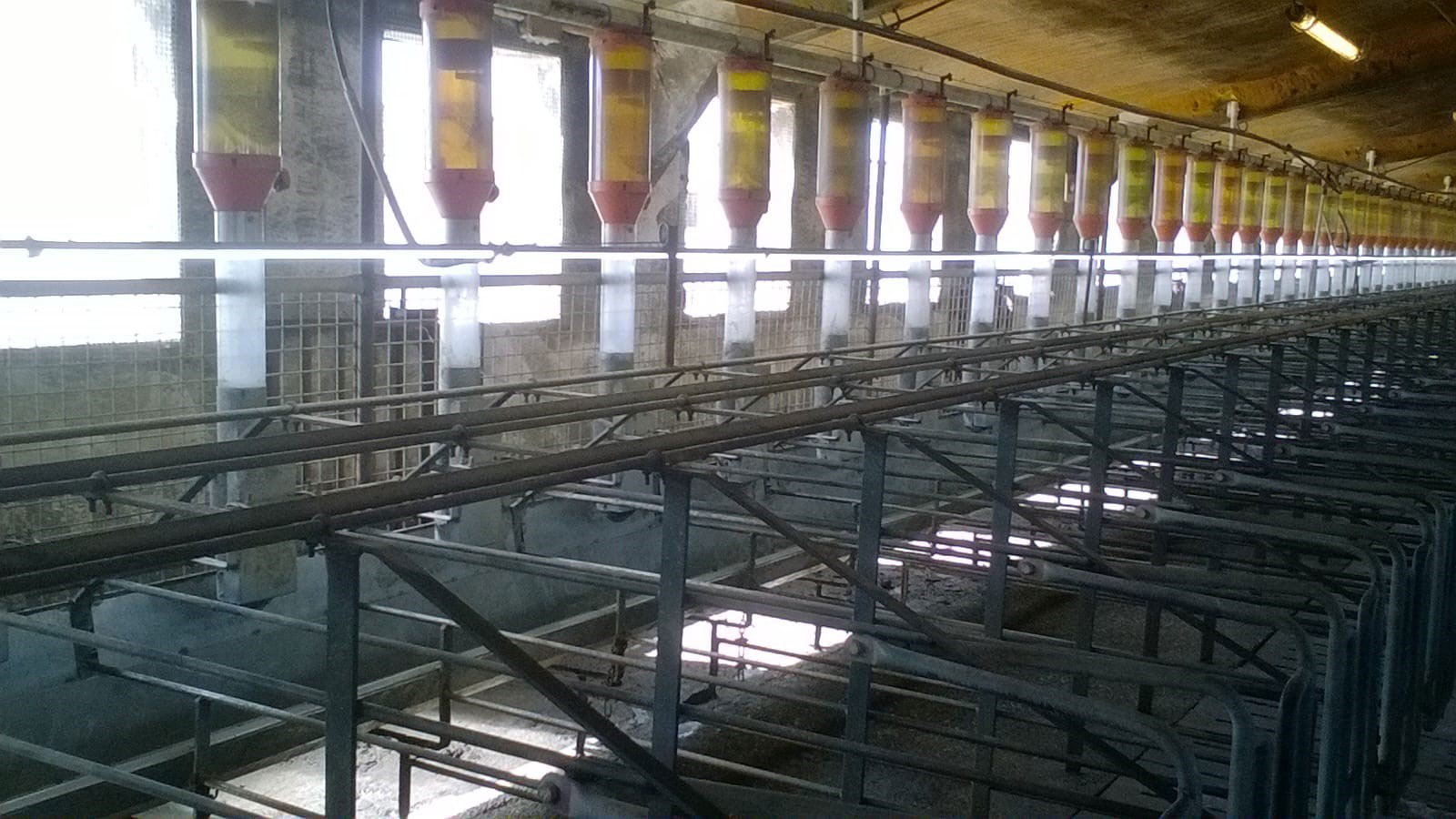<p>Photo 4. Installation of fluorescent tubes or LED lights 1 meter above the sows is getting more frequent as to guarantee 150-200 lux, in order to improve the return to oestrus. Photo courtesy of Gori Salamó.</p>