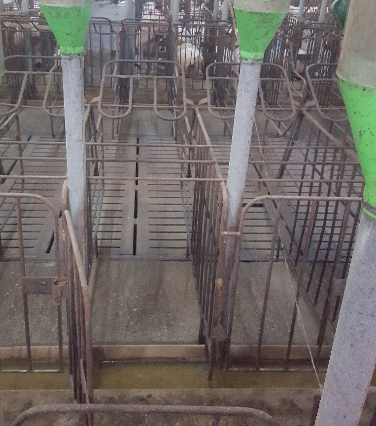 <p>Photo 3. Stalls with front and rear doors facilitate the task of getting sows in and out the stalls. In these cases it is important that the feeder does not protrude above ground level, and that the front door locking systems are safe, so that teasing boars cannot open them.</p>