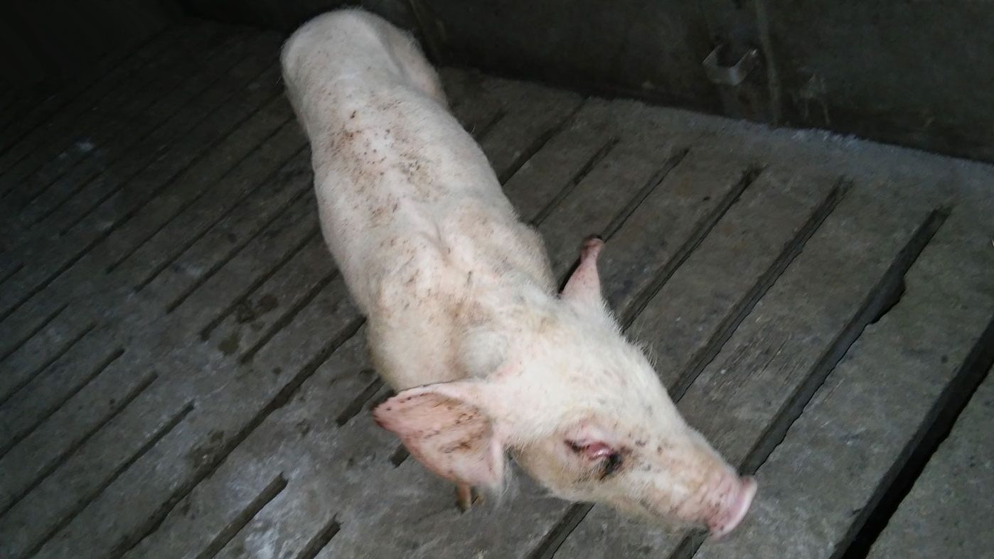 Figure 4. Weaner pig with respiratory distress and ill-thrift.
