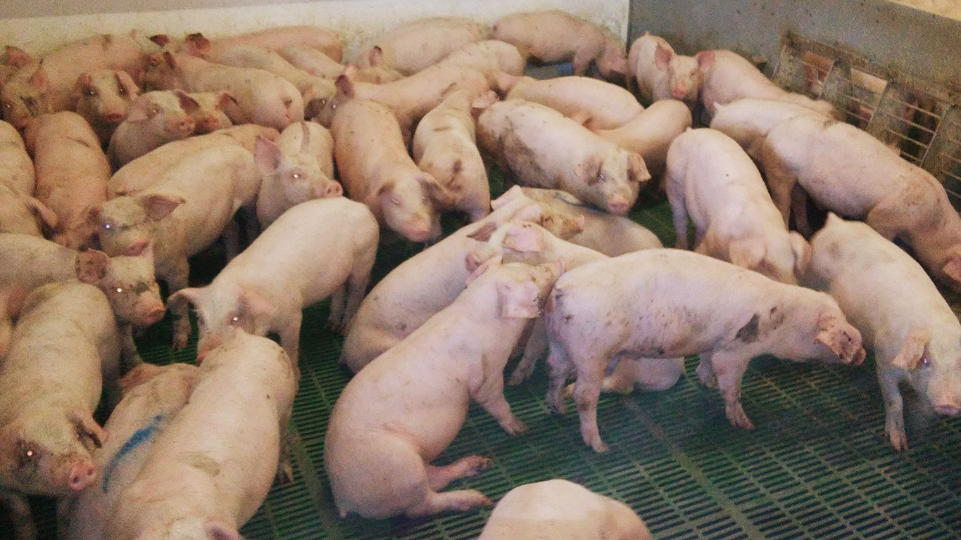 Figure 1. Overstocked weaner pigs with some animals showing clinical signs of loss of body condition.
