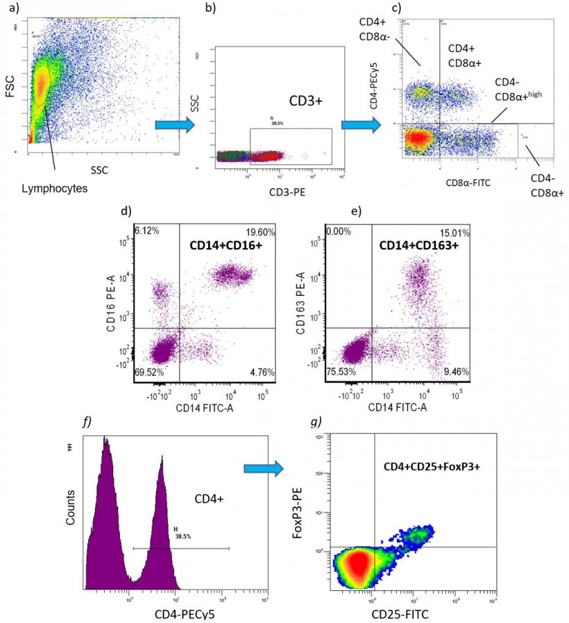 Fig. 2. Examples of flow cytometry immune cell phenotypes of immune cells quantified as percentage or absolute values [number of cells/ml of blood]) in pig PBMC:

a-c) T lymphocyte subpopulations: 

CD3+CD4+CD8- = T helper lymphocytes (Th)

CD3+CD4+CD8+ = memory T cells

CD3+CD4-CD8+ = cytotoxic T lymphocytes (CTL)

d-e) pro-inflammatory monocyte subpopulations: 

CD172+CD14+CD16+

CD172+CD16+CD163+

CD172+CD14+CD163+

f-g) CD4+CD25+FoxP3+ = regulatory T lymphocytes (Tregs).
